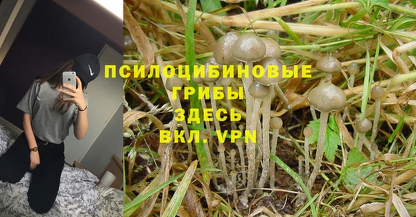 ПСИЛОЦИБИНОВЫЕ ГРИБЫ Алексин